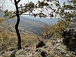 IMG_4534