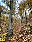 IMG_4525