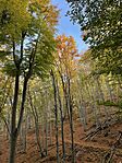 IMG_4528