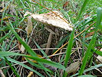 DSC09800
