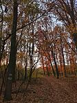 IMG_20241108_151445_865