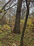 IMG_20241117_115245_314