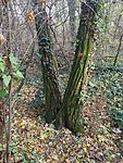 IMG_20241124_113828_575.jpg_compressed