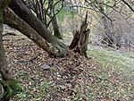 IMG_20241023_134202136_MFNR