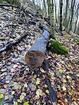 IMG_20241130_145152