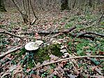 IMG_20241112_104520