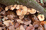 IMG_8826_1