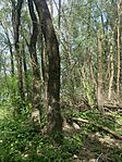 IMG_5629