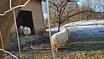 IMG_20241226_121100