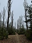 IMG_0319