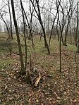 IMG_20241214_125211