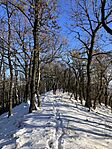 IMG_8499