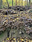 IMG_7953
