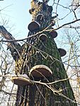 IMG_20241218_143122