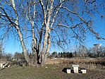 IMG_20241225_130614.jpg