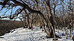 IMG_1035