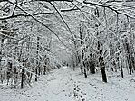 Milic 2024.12.08