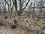 IMG_6035