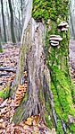 IMG_20241217_111658