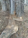 IMG_20241229_114120