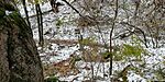 IMG_20241124_094238