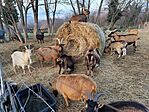 IMG_20241218_152836