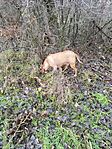 IMG_20241211_113110