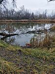 IMG_20241211_113336