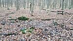 IMG_20241210_101321