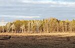 IMG_20241215_144523_493