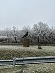 IMG_6842