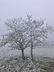 IMG_8715(1)