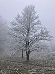 IMG_8724(1)