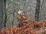 Először azt hittük, hogy egy baglyot láttunk, pedig csak egy fa csonk :)