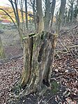 IMG_6976