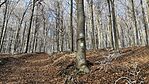 IMG_1183