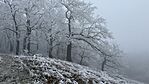 IMG_1181