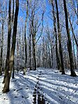 IMG_5241