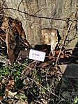 IMG_20250130_113353