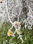 IMG_20250101_124003
