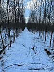IMG_6690