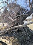 IMG_20250215_122215