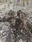 IMG_20250201_124335
