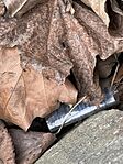IMG_9165