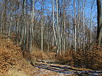 IMG_5429