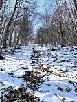 IMG_20250219_120310