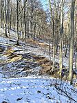 IMG_20250219_130232