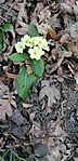 IMG_20250208_153500
