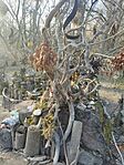 IMG_20250201_145020