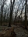 IMG_20250226_115003